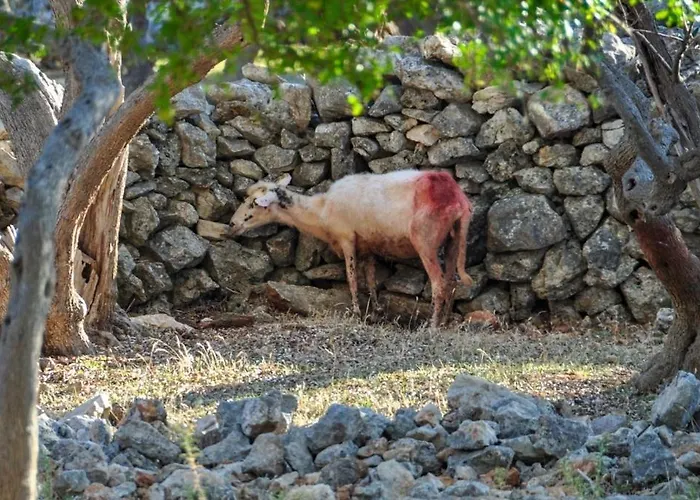 Apartment Stara Gavza 155 *